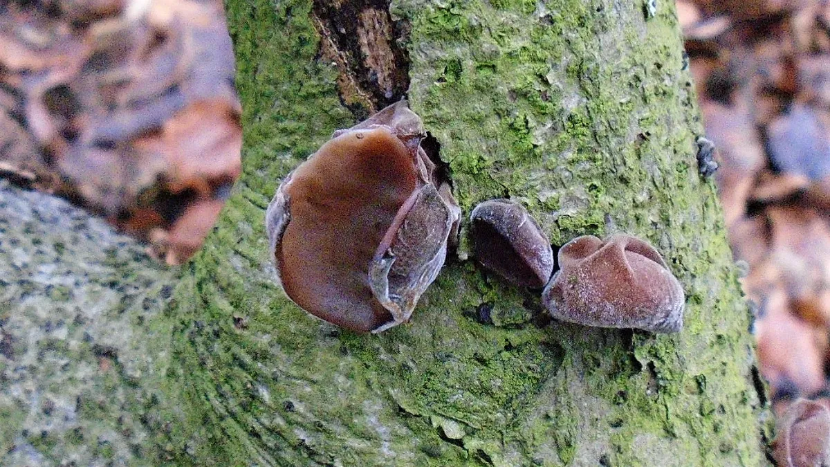 Jelly Ear