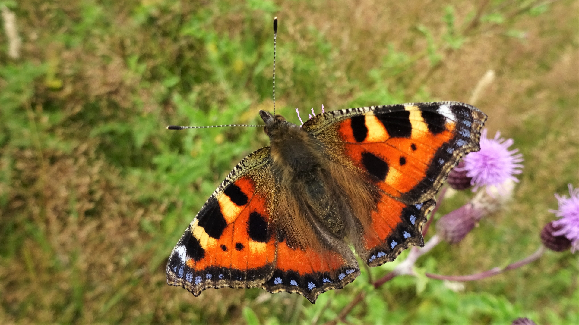 Small Tortoiseshell Aglais urticae