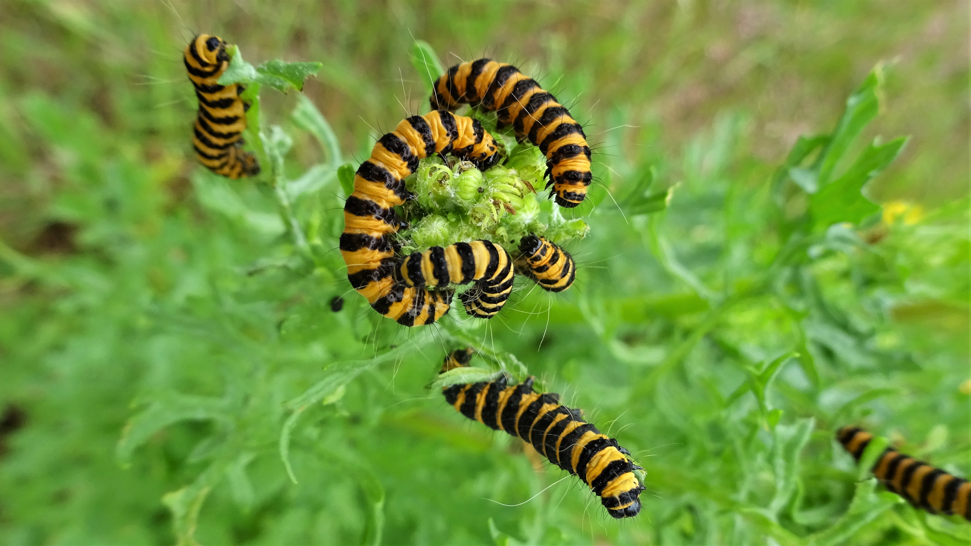 Cinnabar 