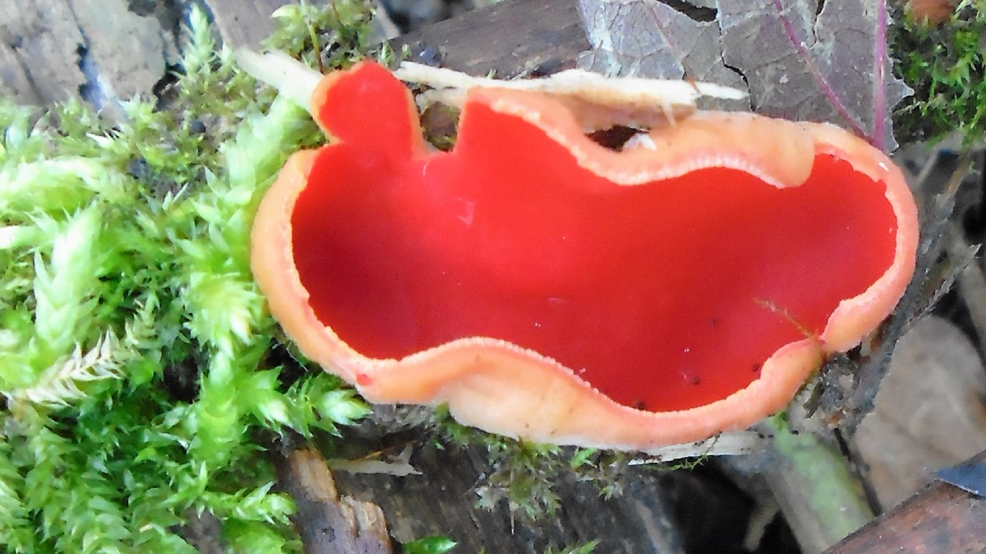 Scarlet Elfcup