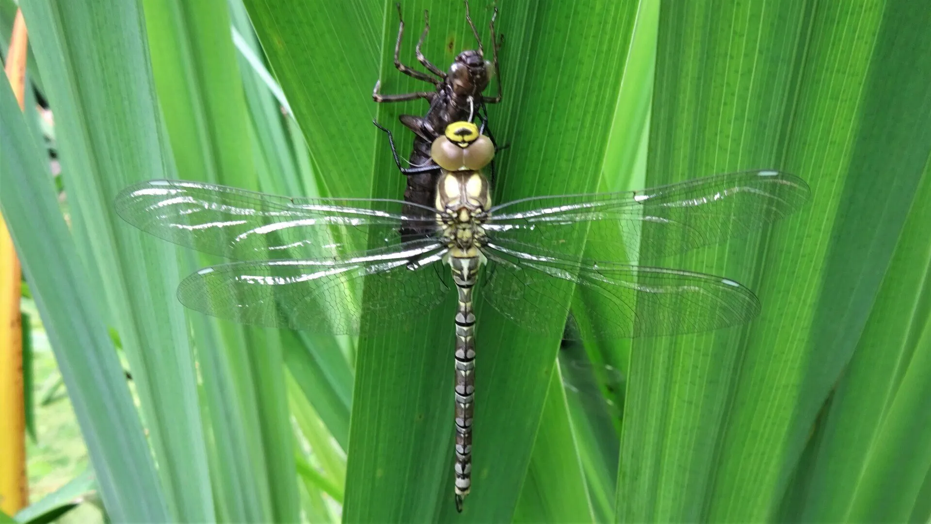 Southern Hawker