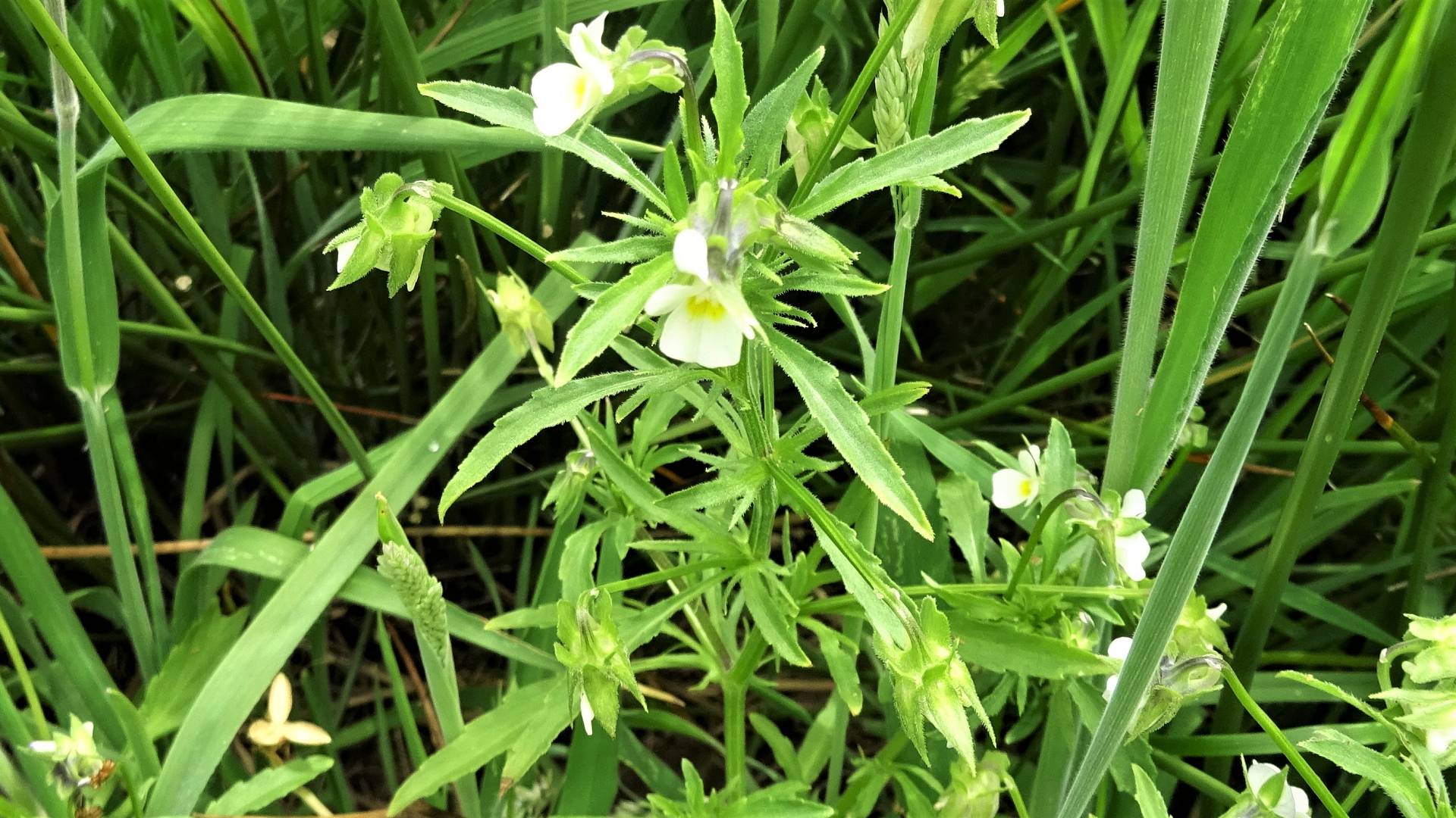 Field Pansy