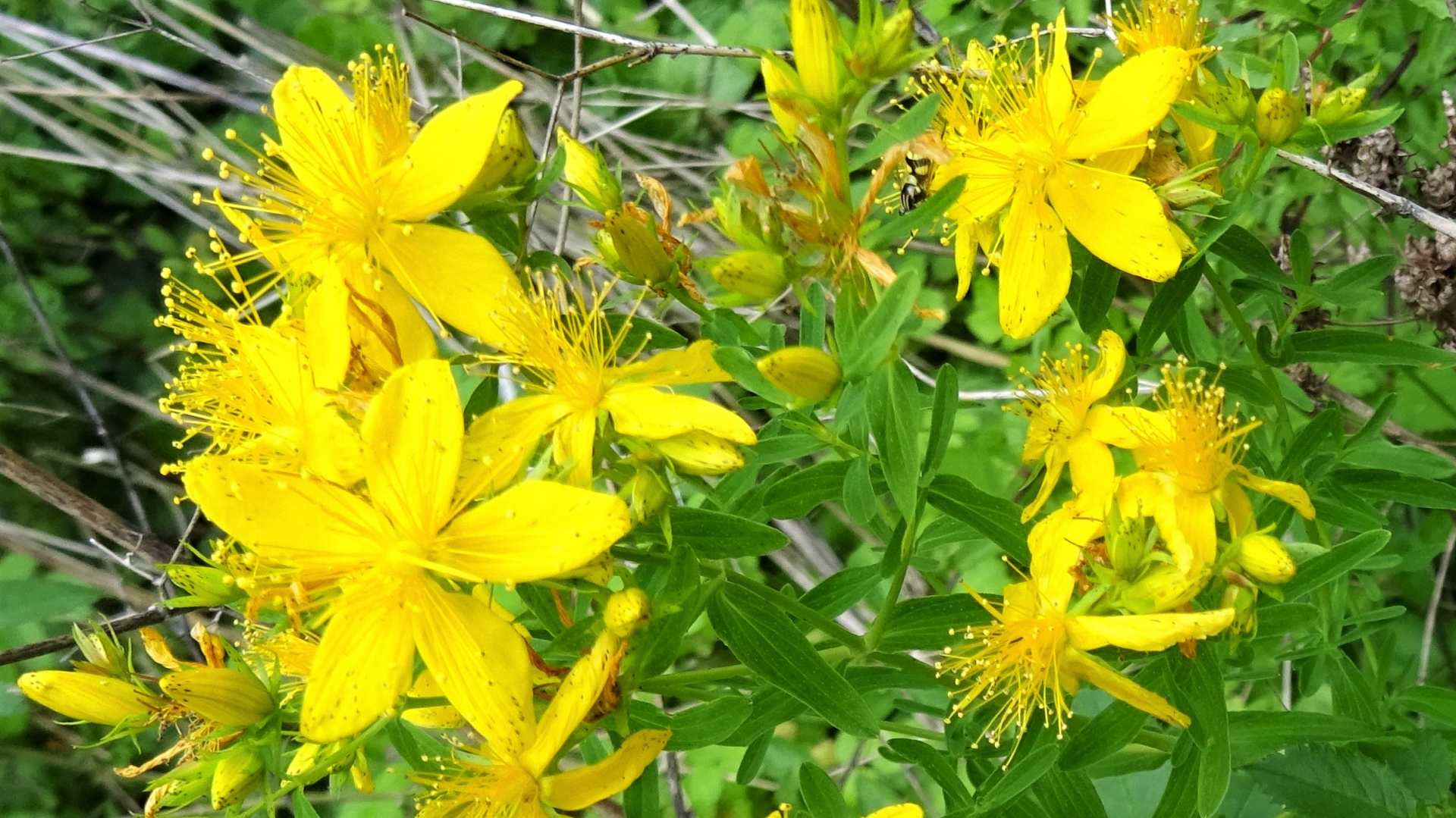 Perforate St. John's Wort