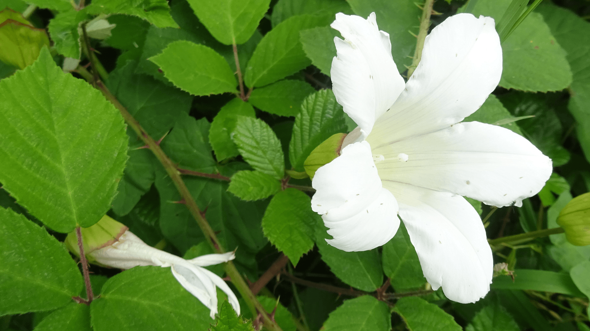 Bindweed