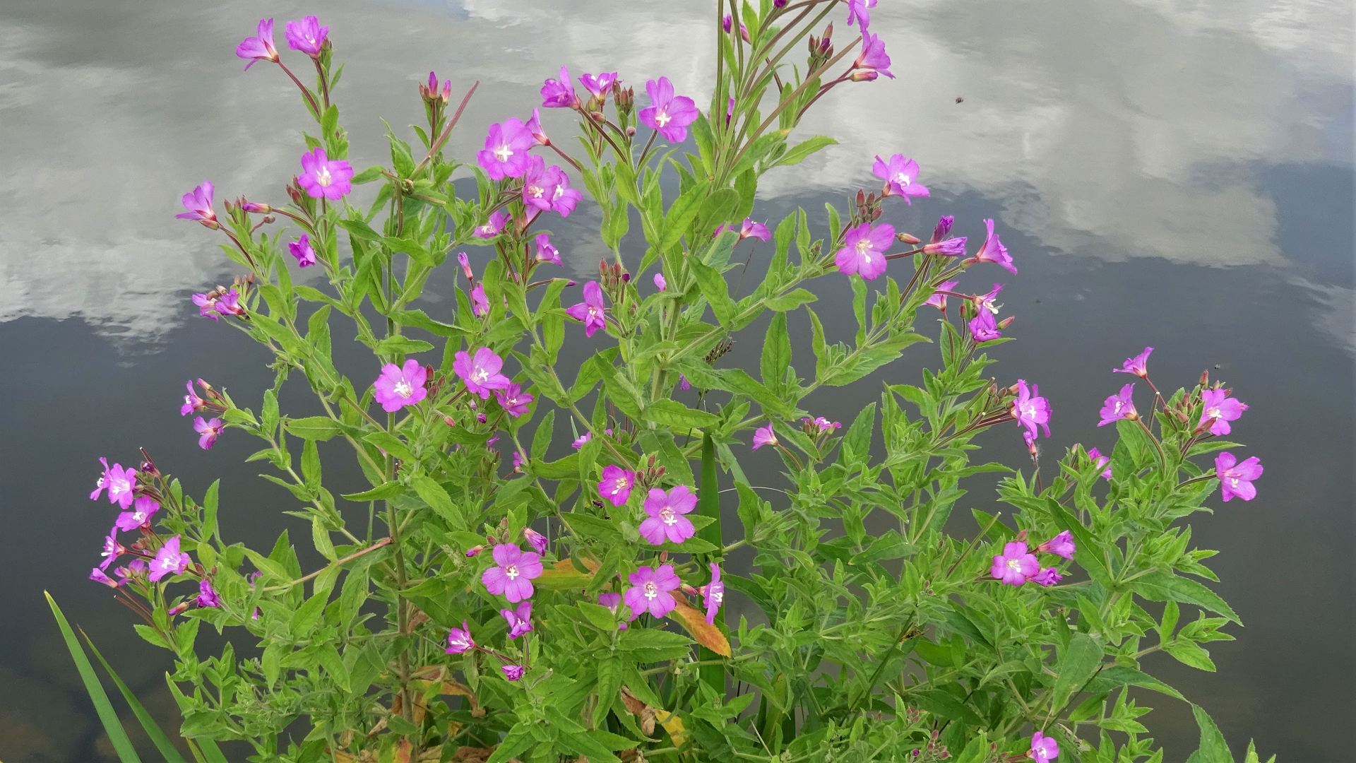 Great Willowherb 