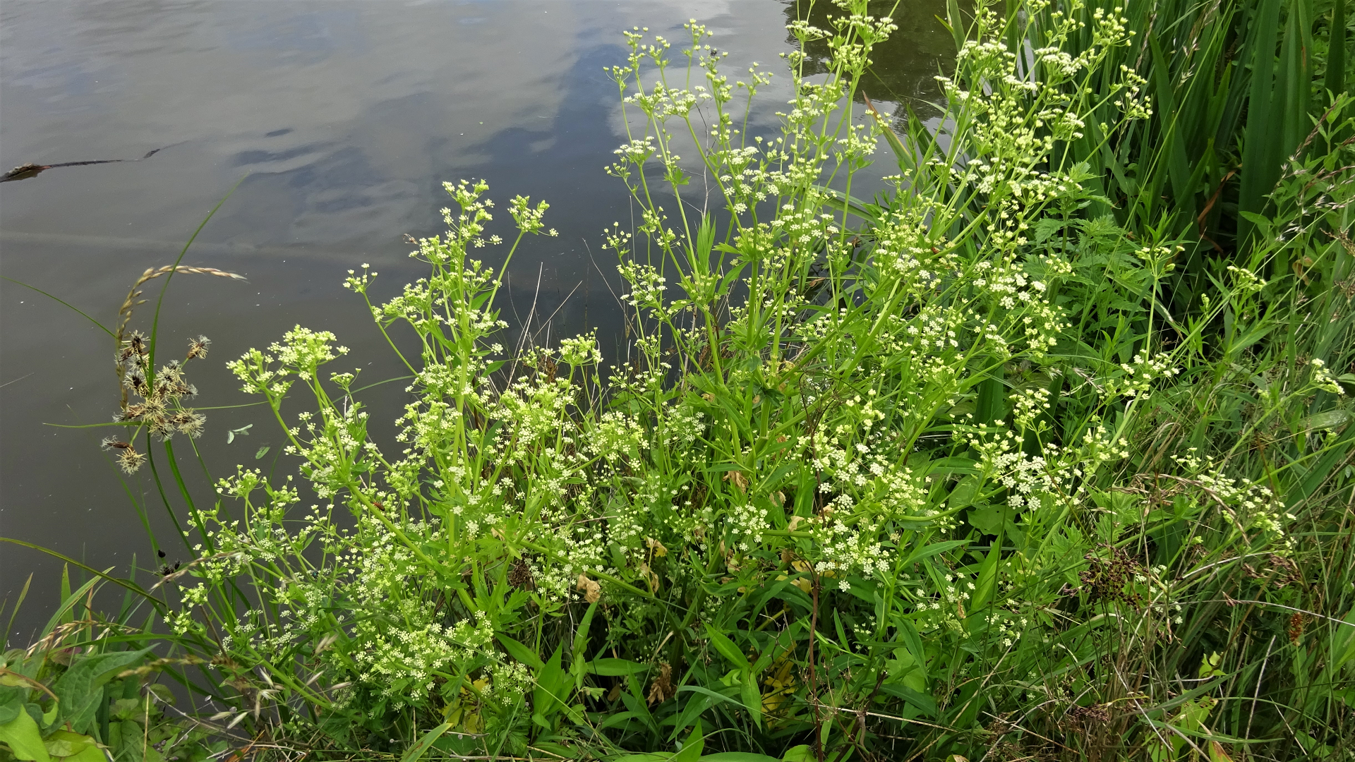 WIld Celery 