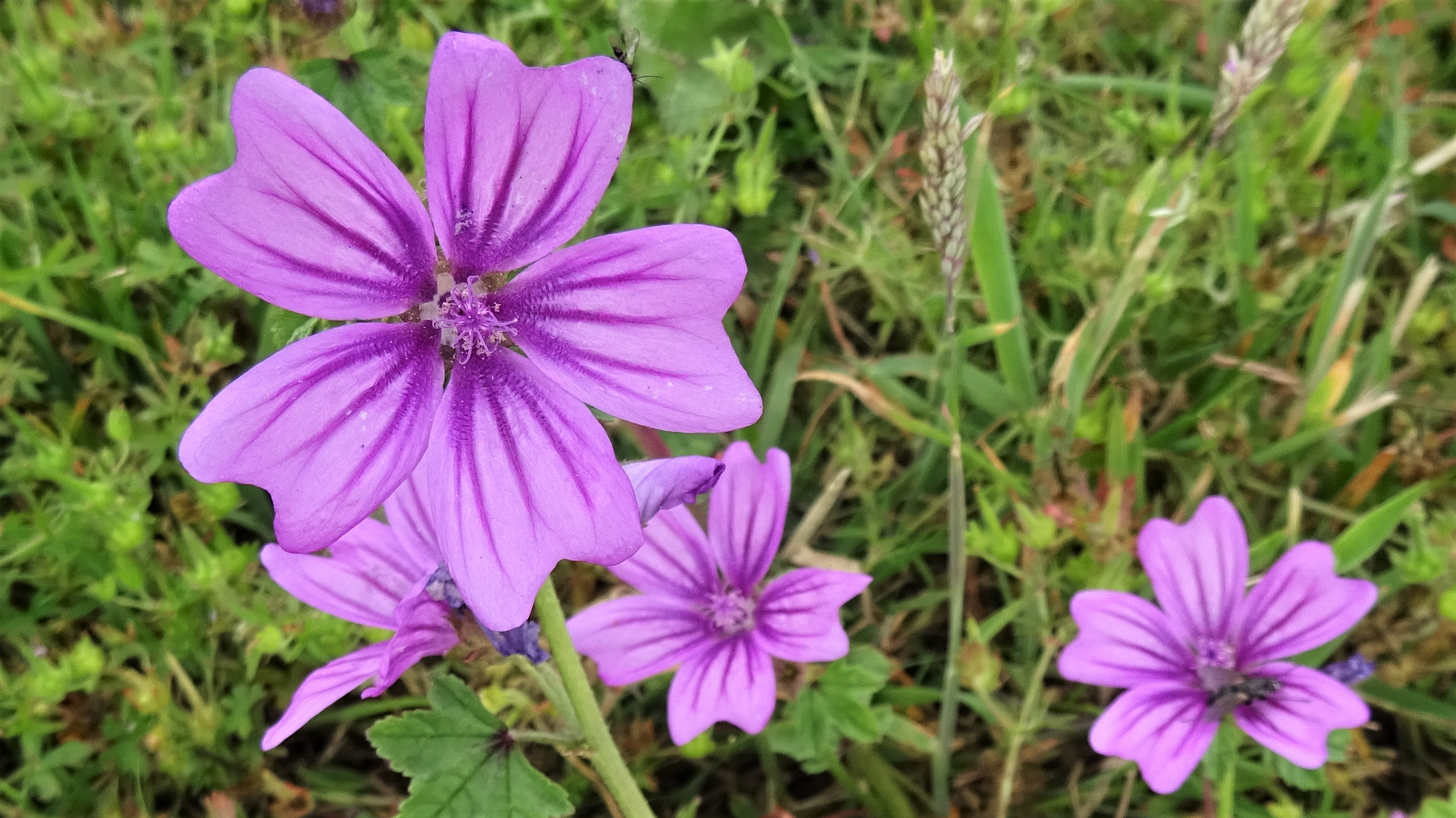 Common Mallow