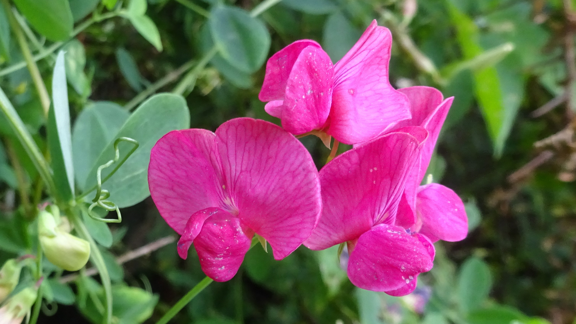 Fyfield Pea