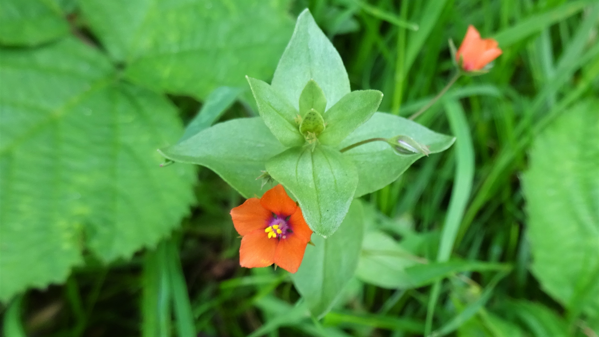 Scarlet Pimpernel 