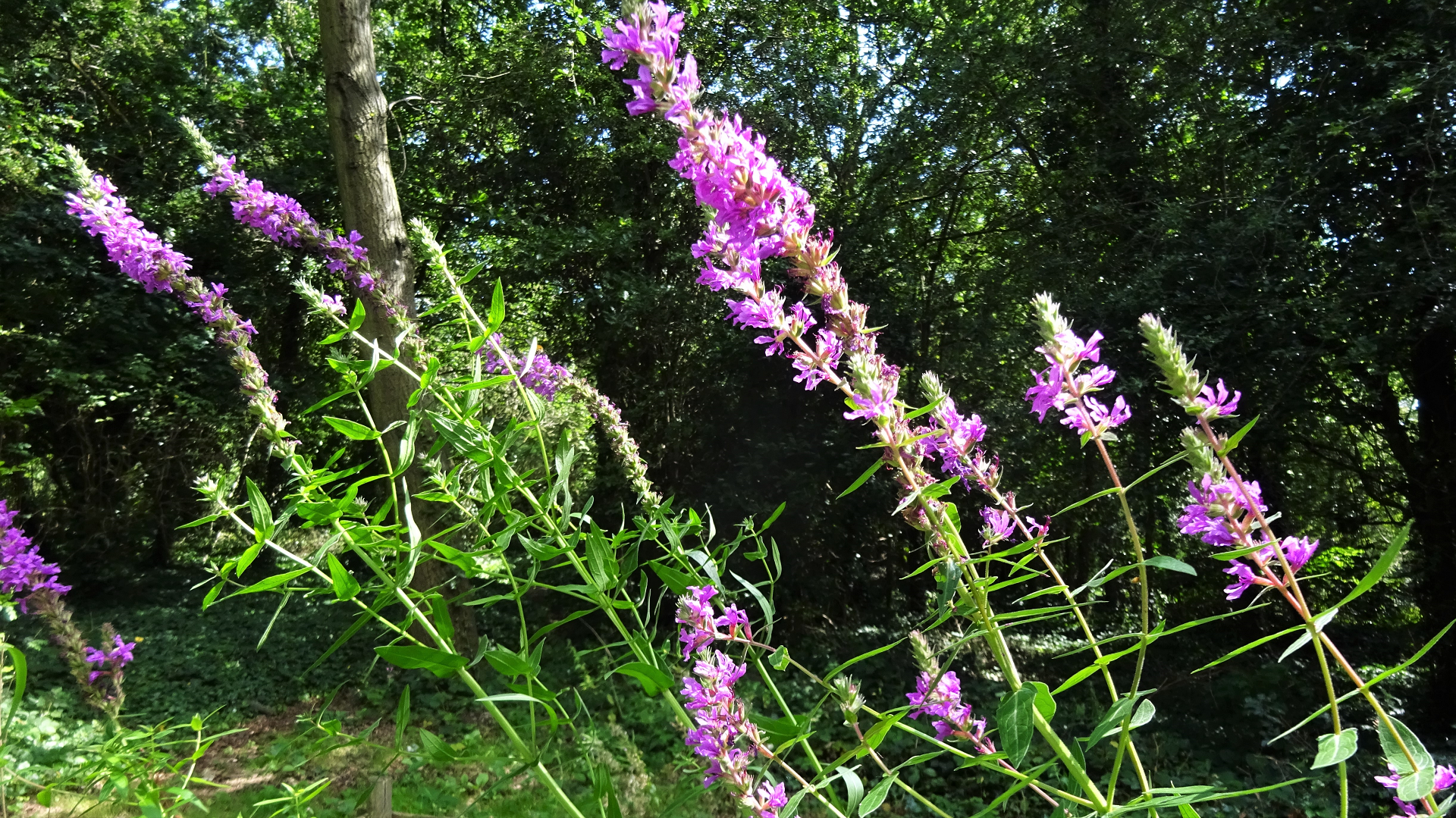 Purple Loosestrife 