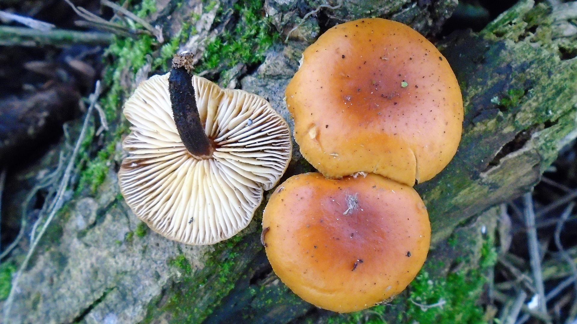 Velvet Shank
Flammulina velutipes