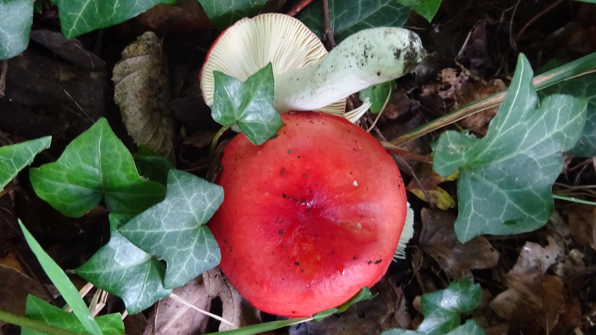The Sickener
Russula emetica