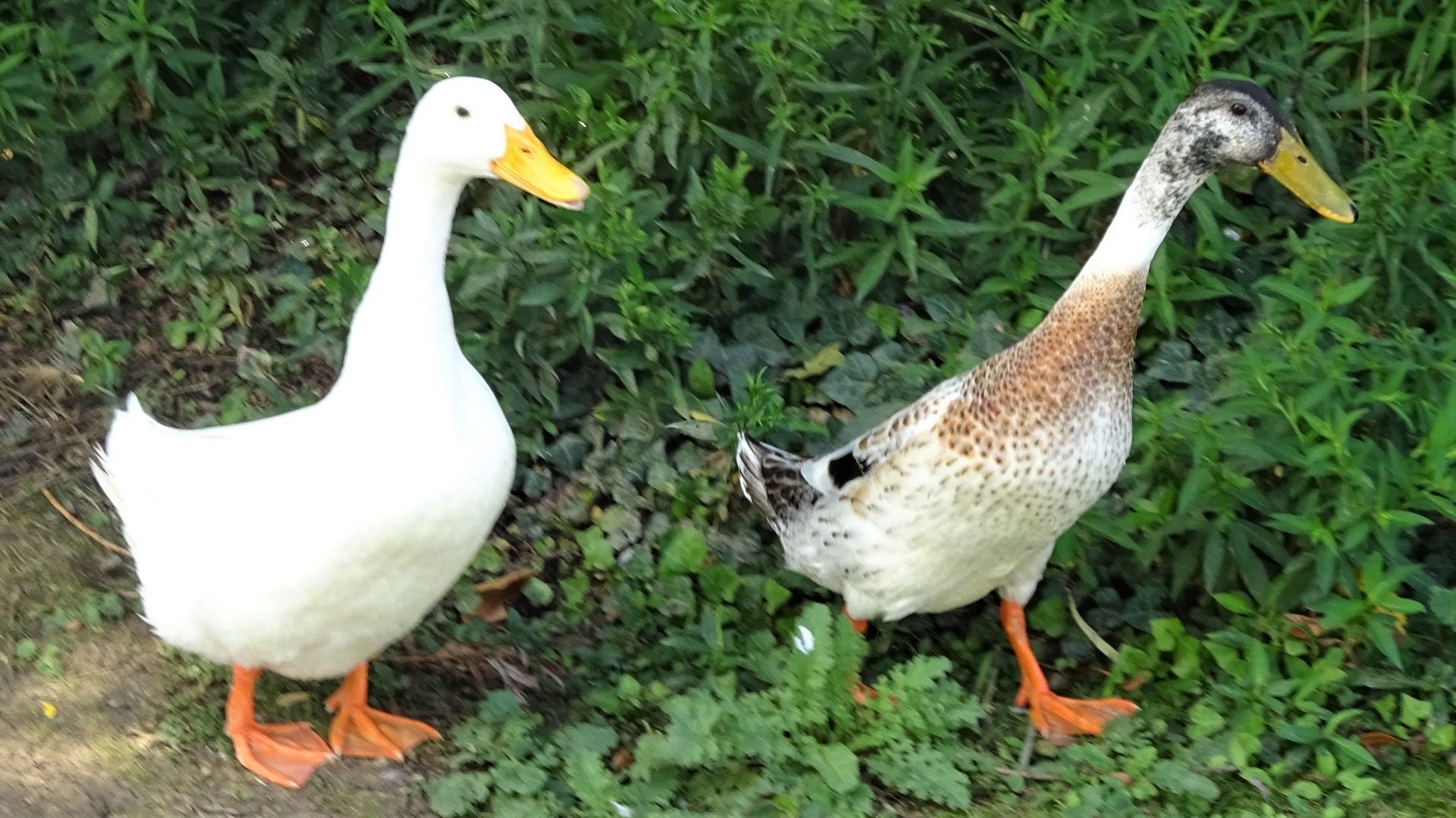 Pekin Duck