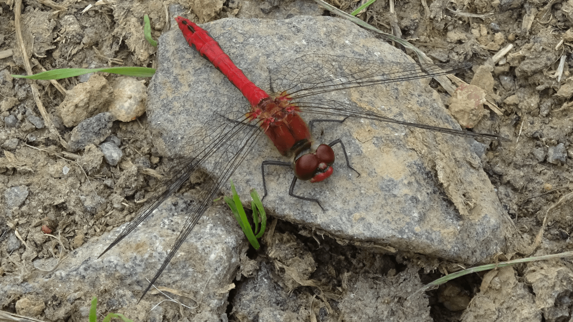 Ruddy Darter