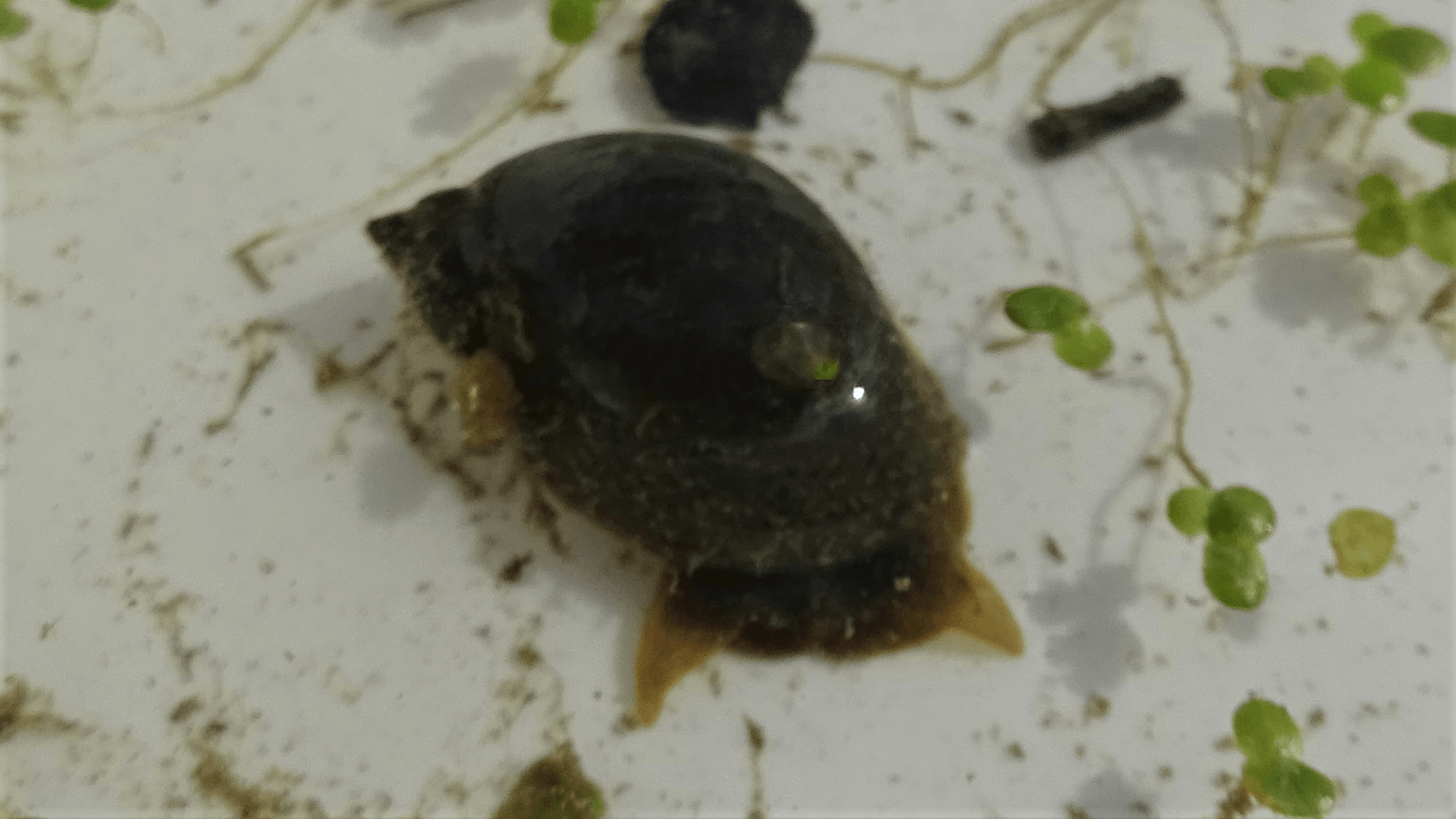 Wandering Pond Snail