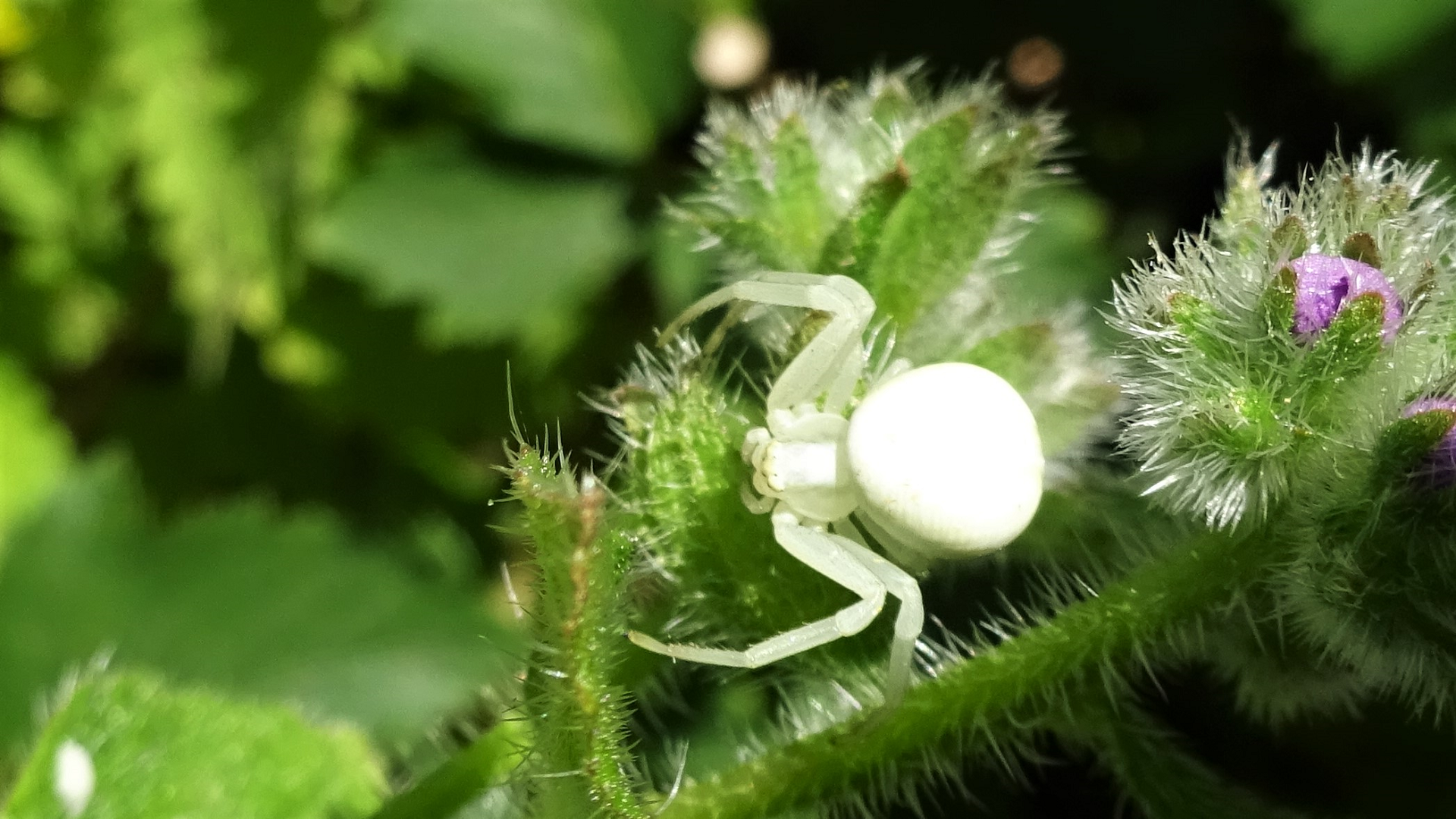 White Death Spider