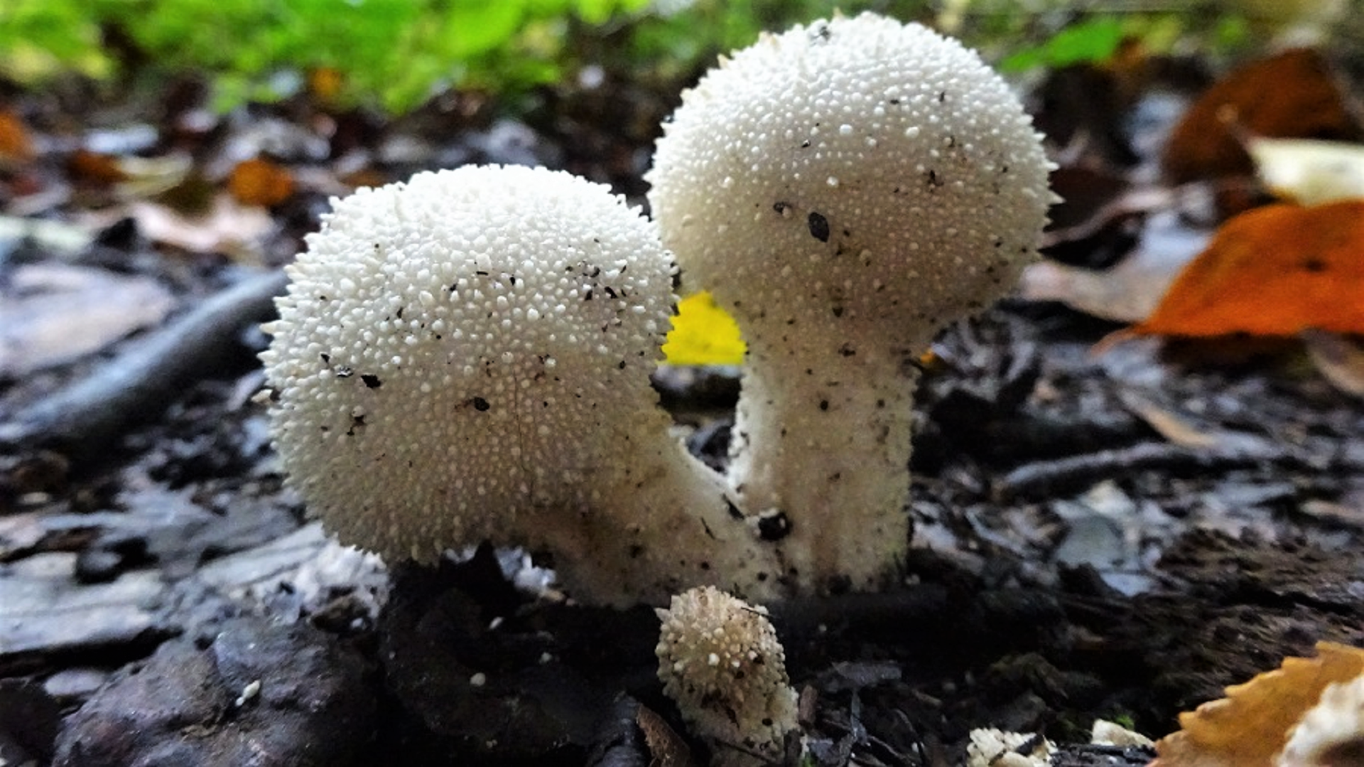 Common Puffball