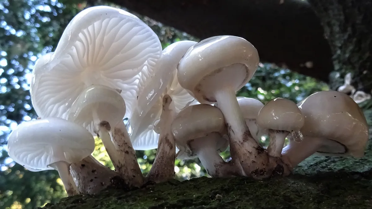 Porcelain Fungus
Oudemansiella mucida