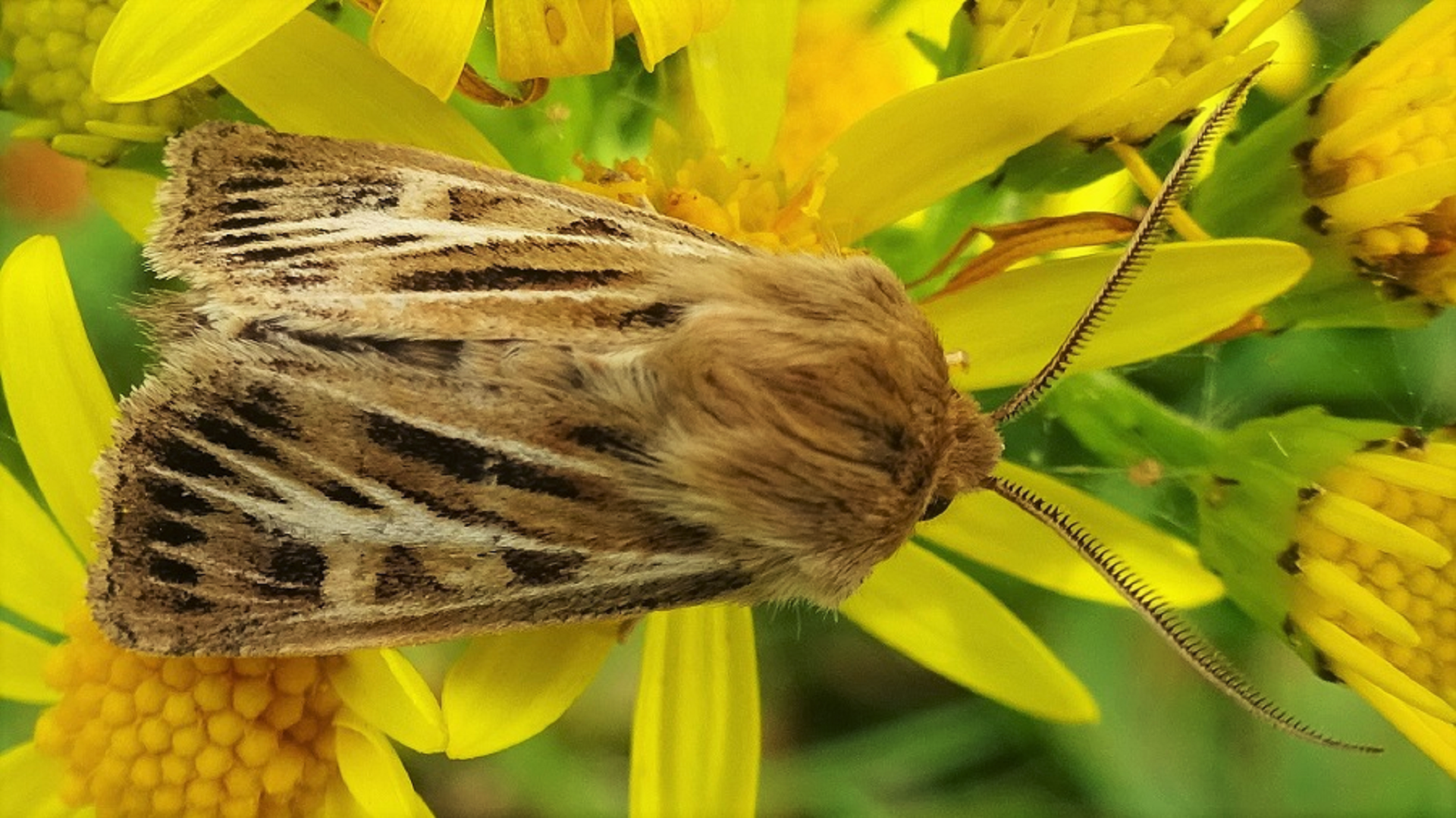 antler moth