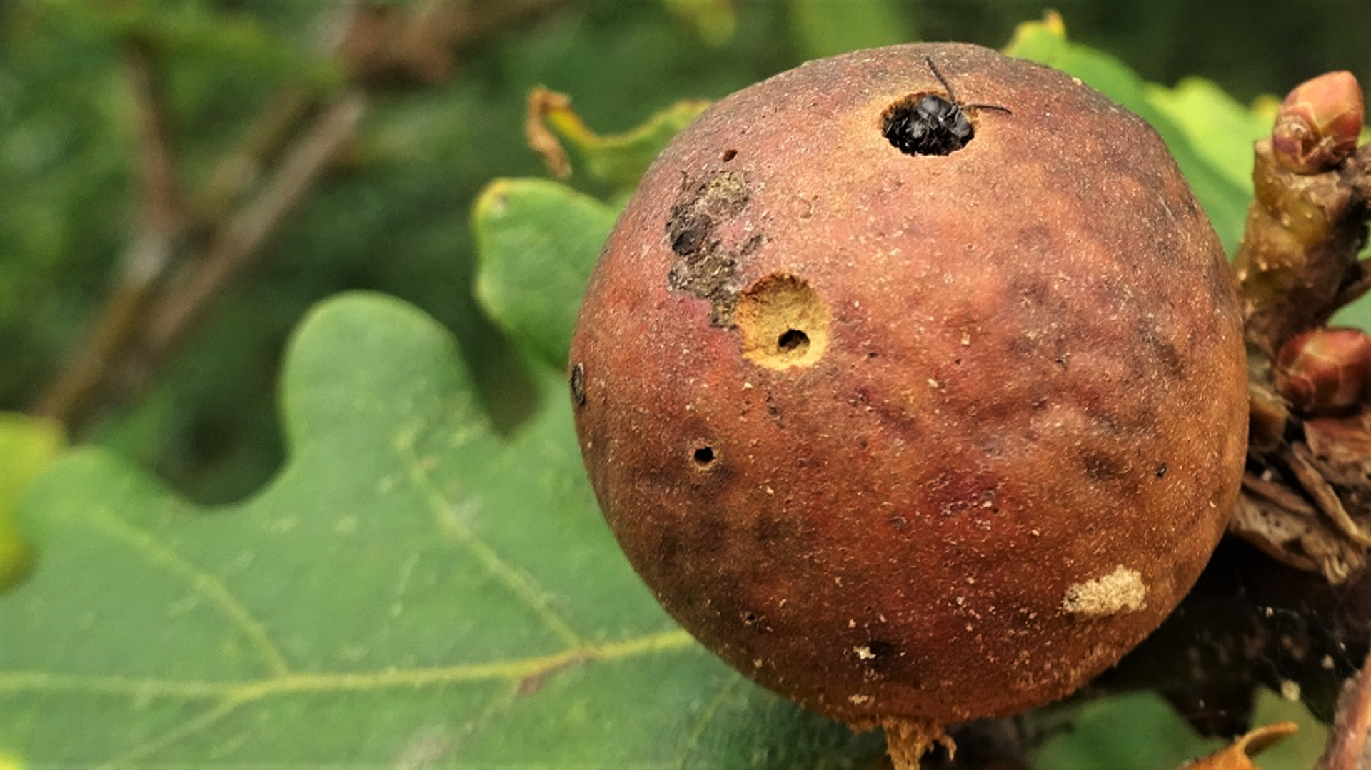 Marble Gall