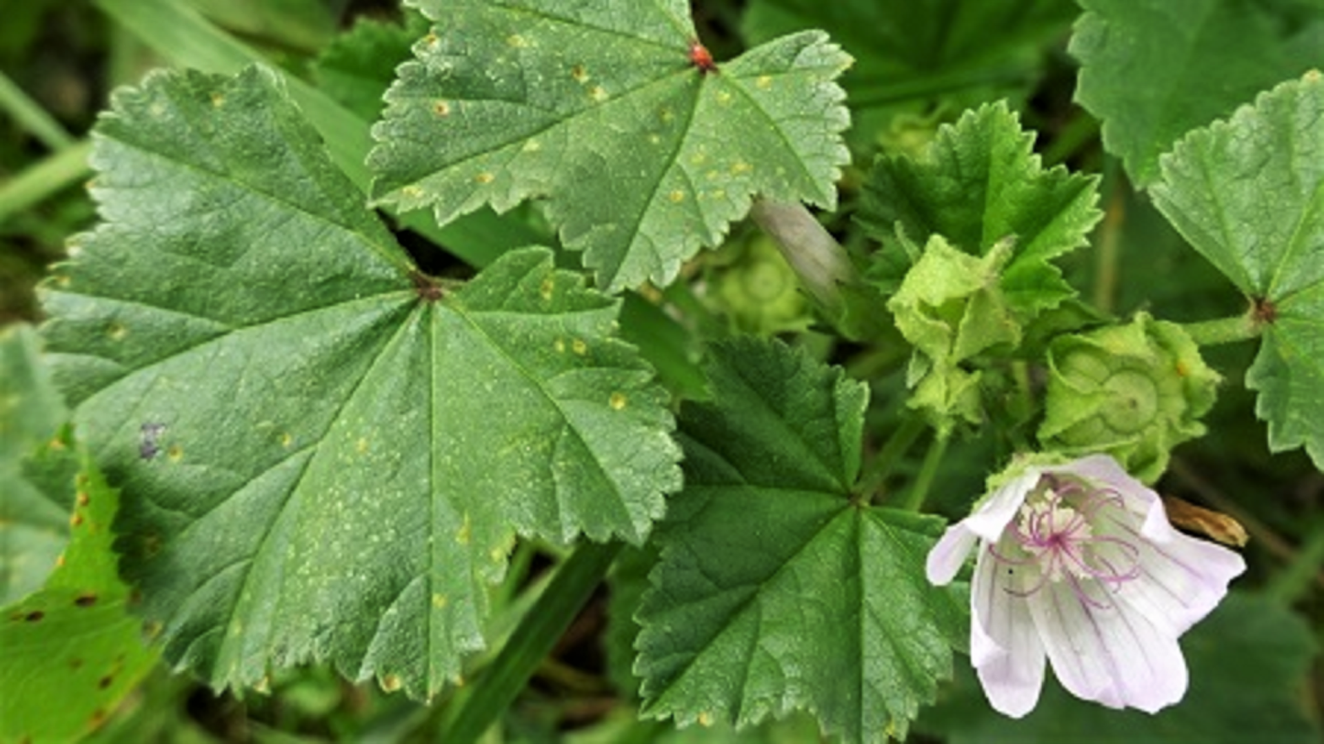 Dwarf Mallow