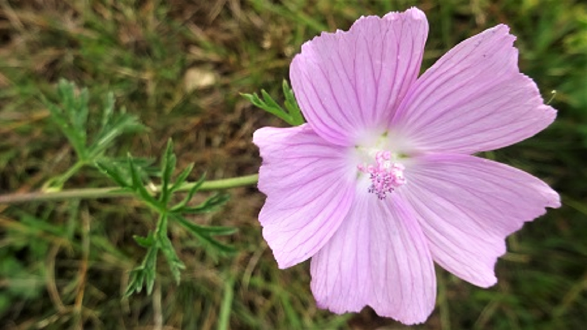 Musk Mallow