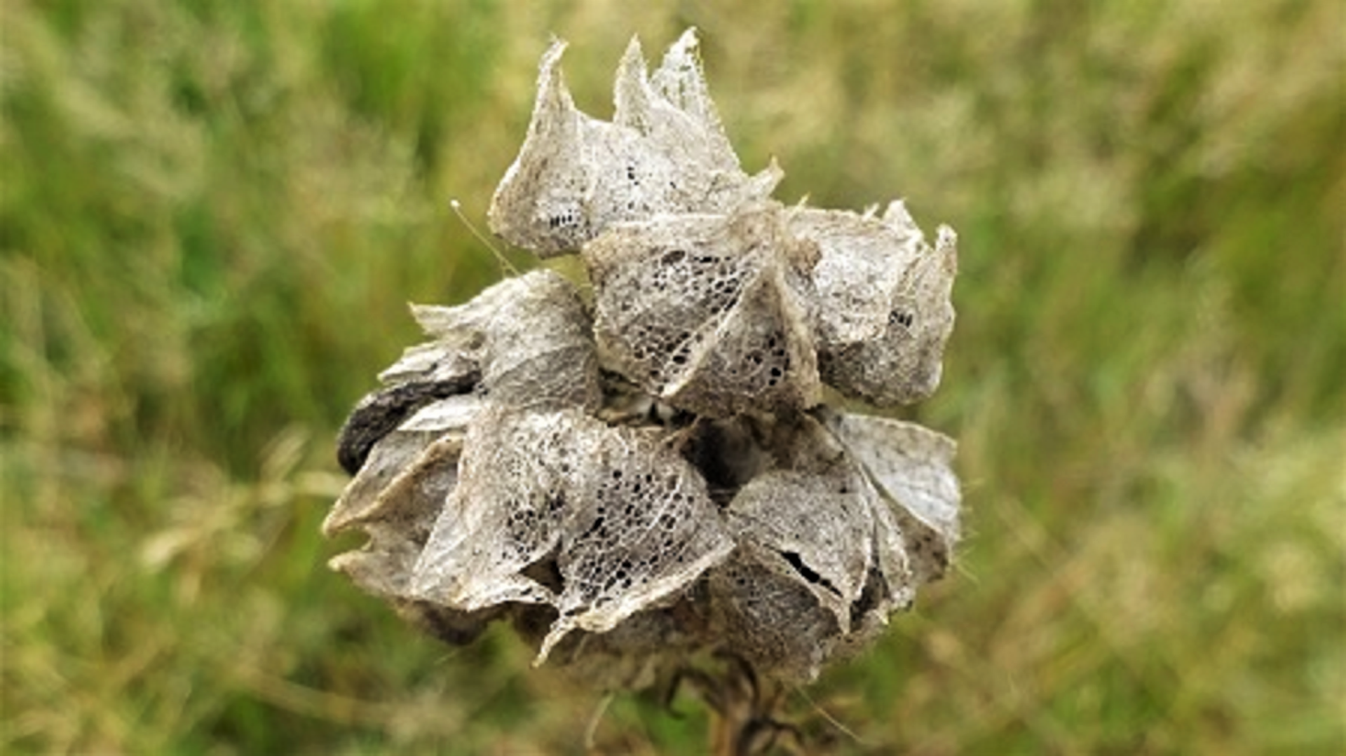 Musk Mallow