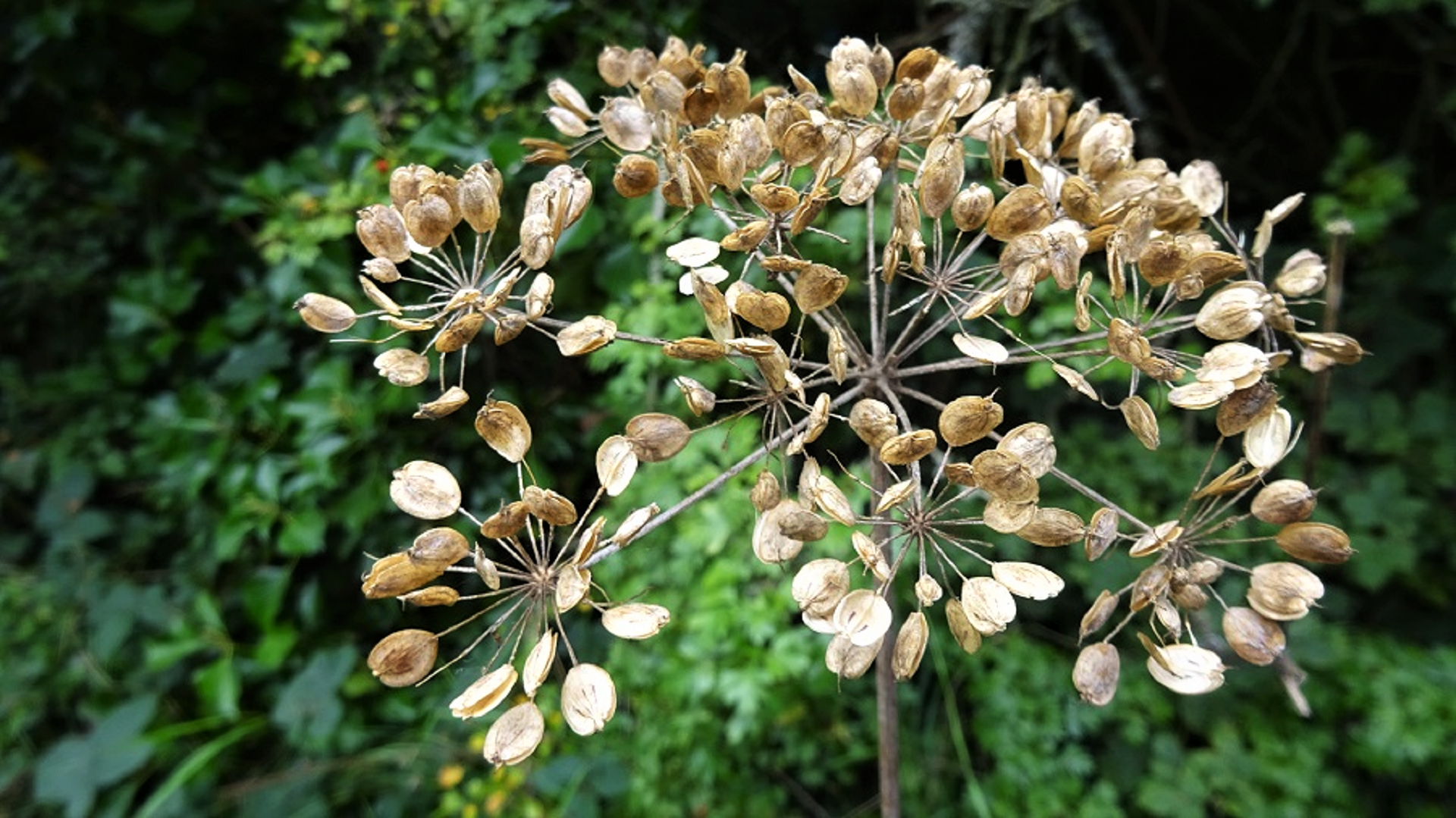 Hogweed 