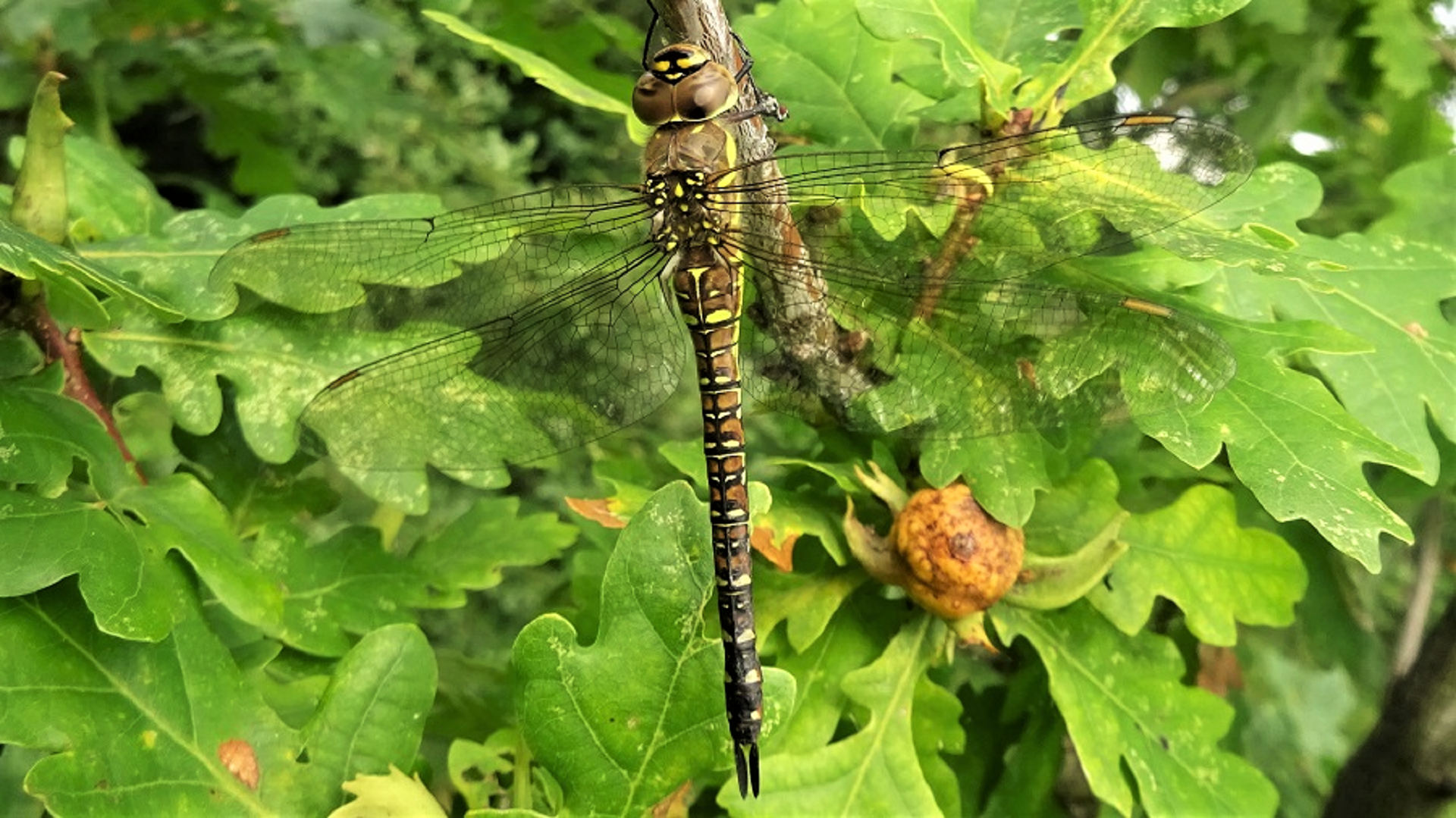 Migrant Hawker