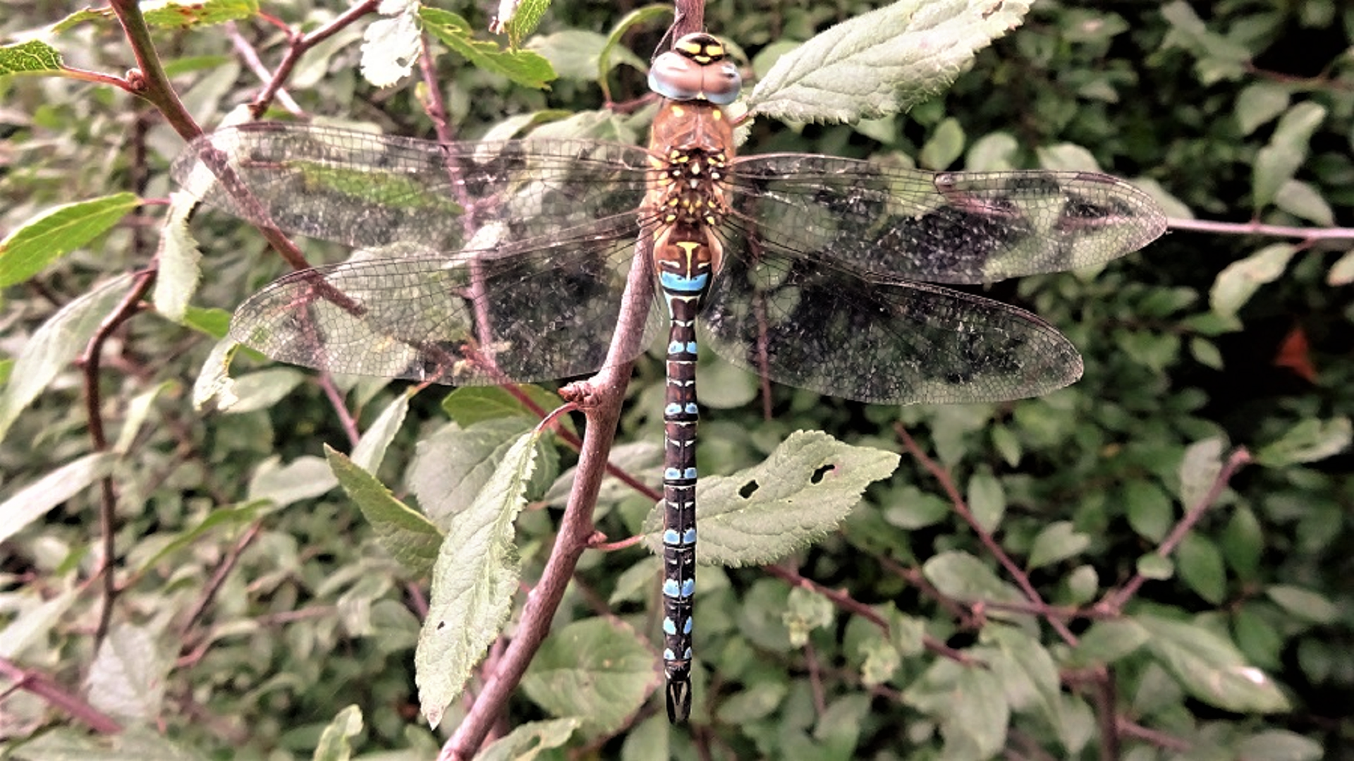 Migrant Hawker