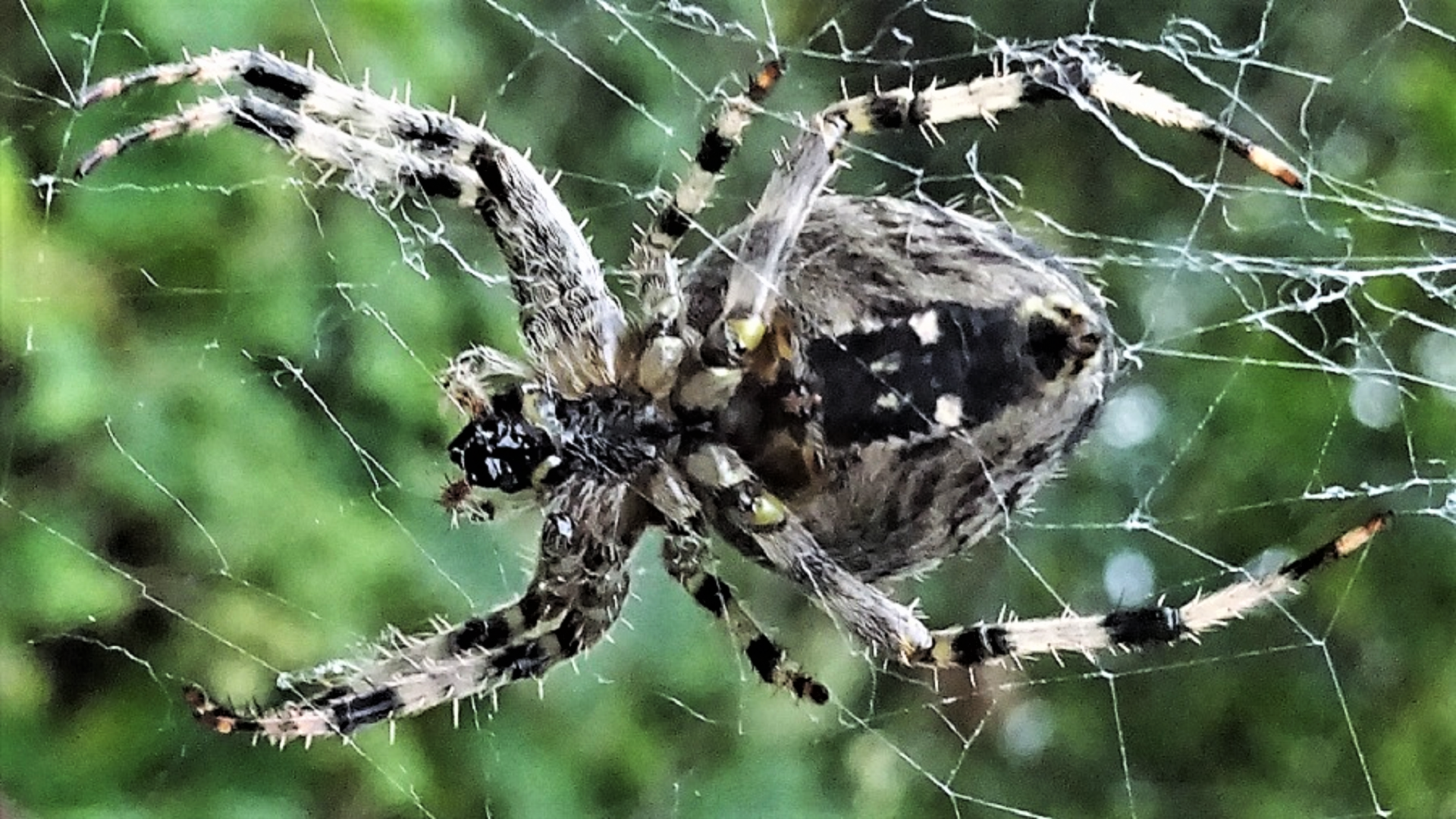 Garden Orb-Web Spider 