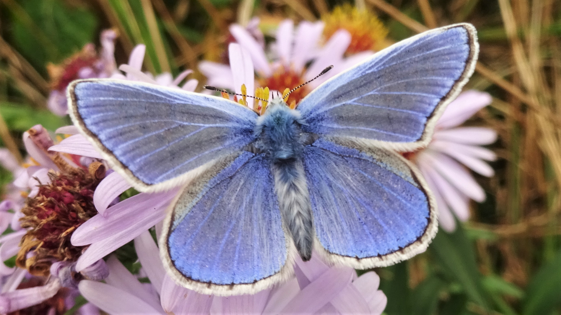 Common Blue  Polyommatus icarus