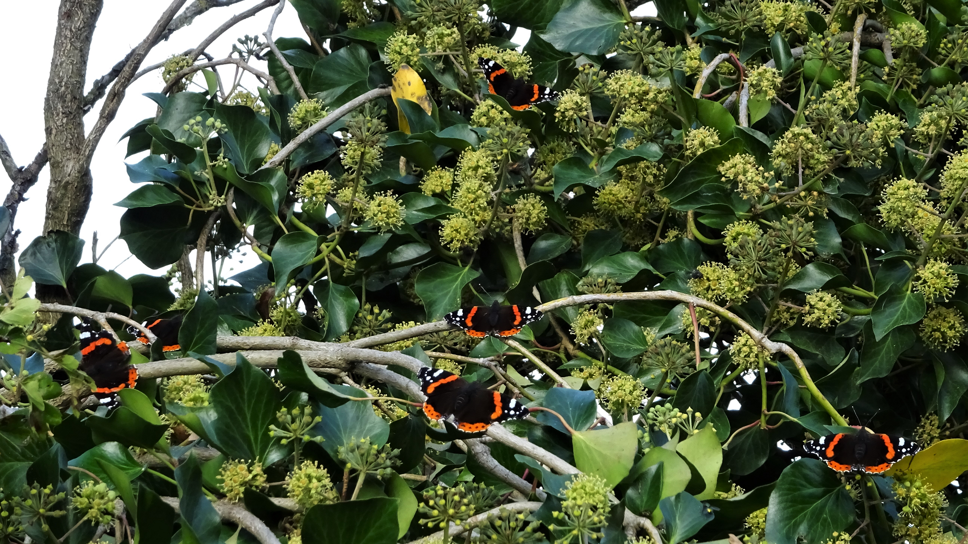 Red Admiral