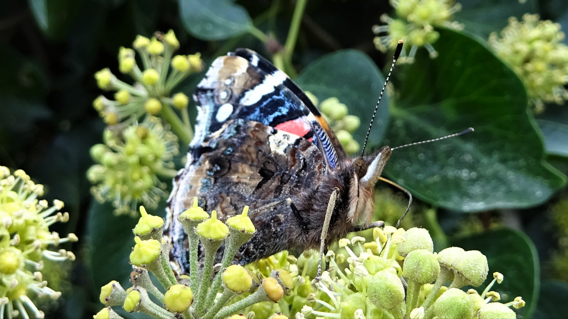 Red Admiral