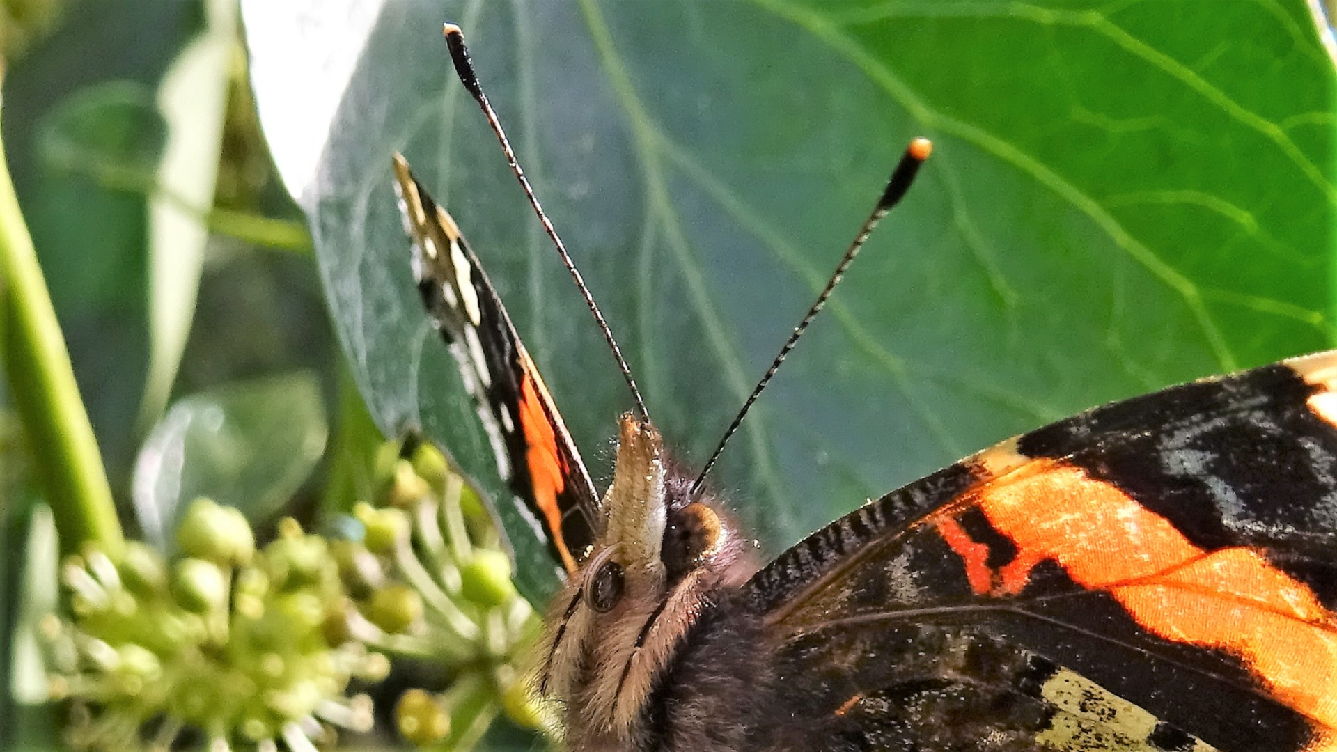 Red Admiral