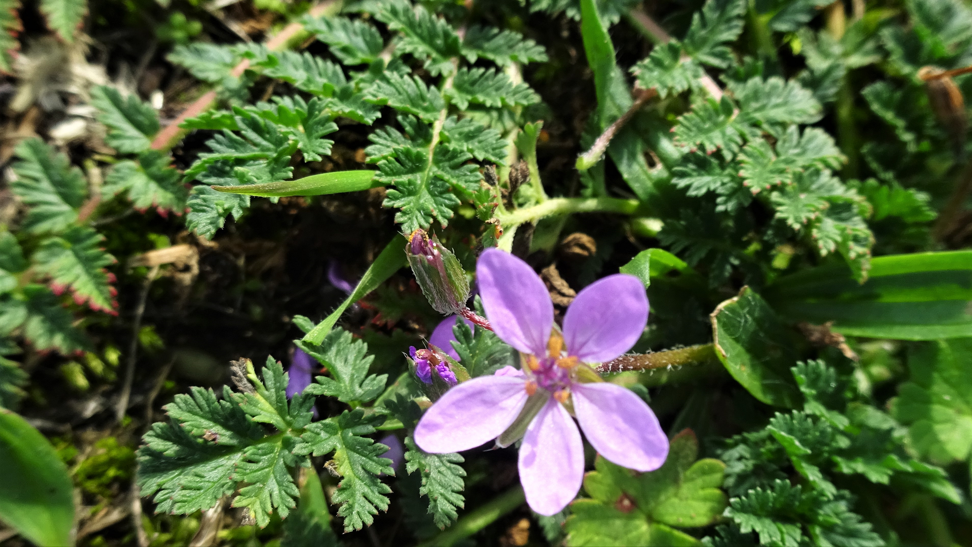 Common Stork's-bill 