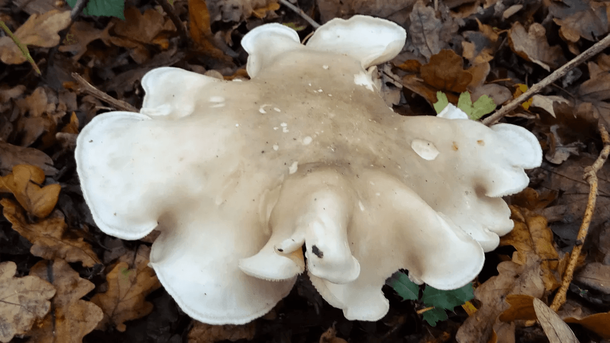 Clouded Agaric
Clitocybe nebularis
