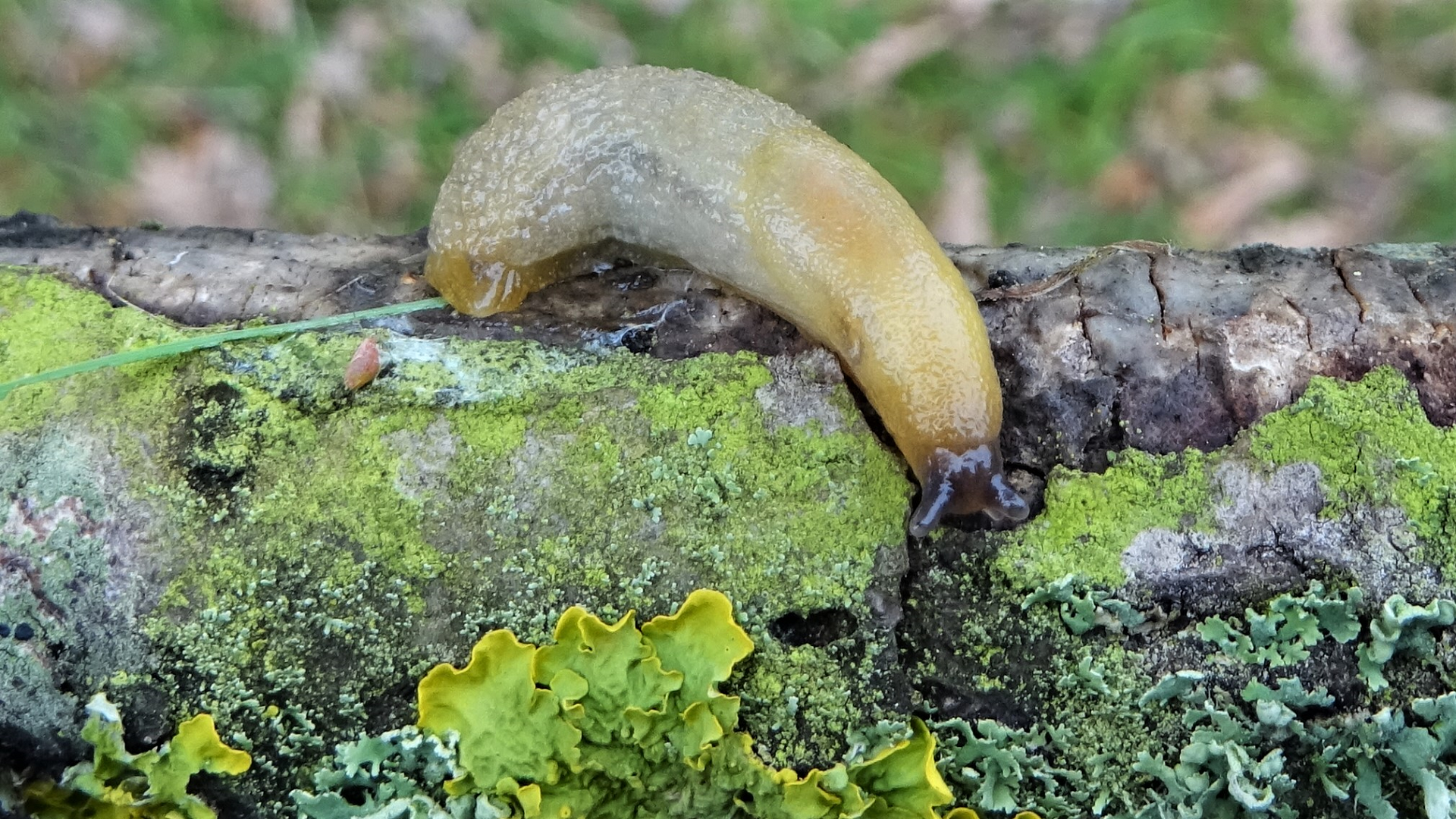 Hedgehog Slug