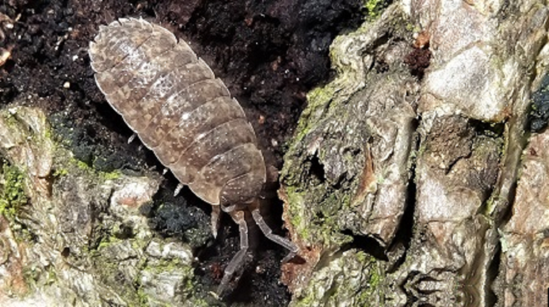 Common Rough Woodlouse 