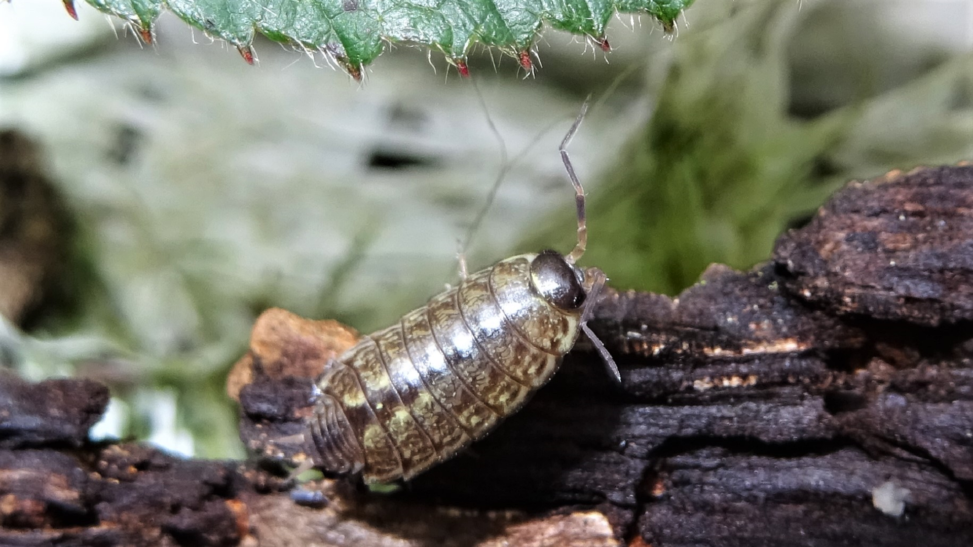 Common Striped Woodlouse 