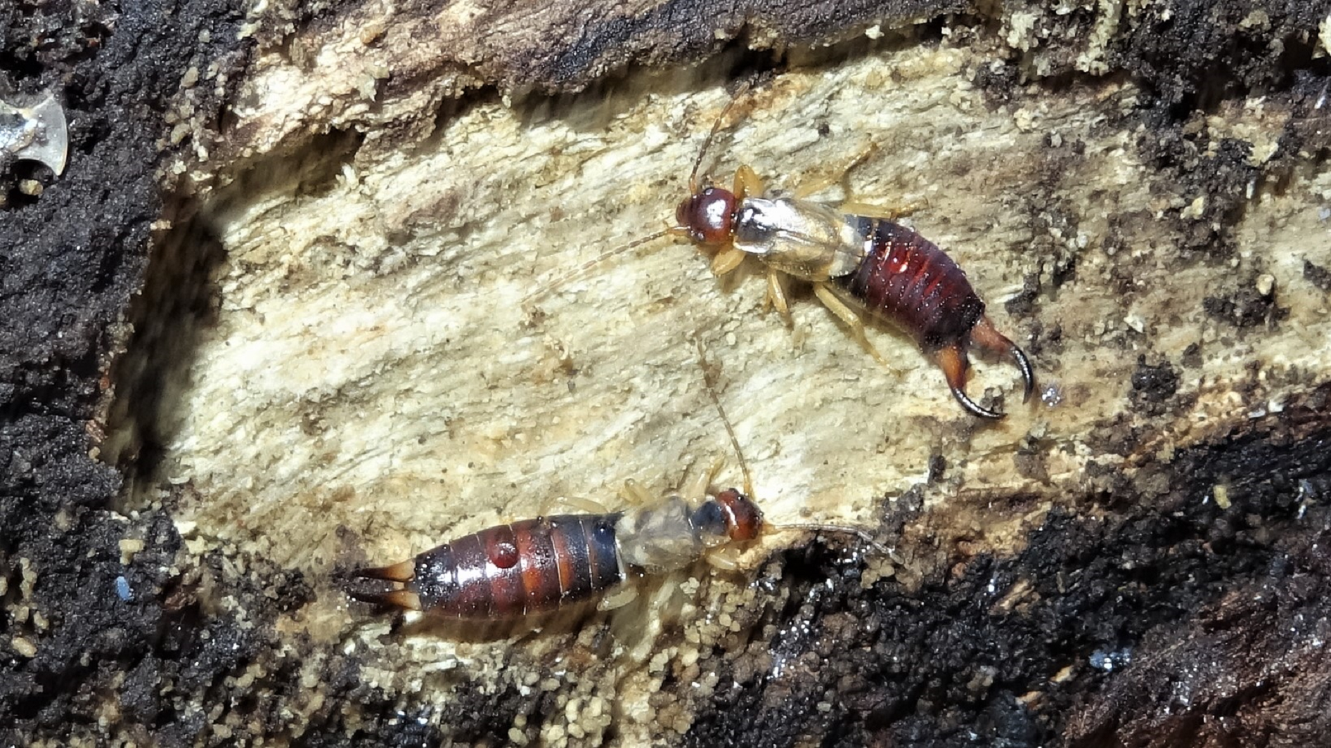 Common Earwig