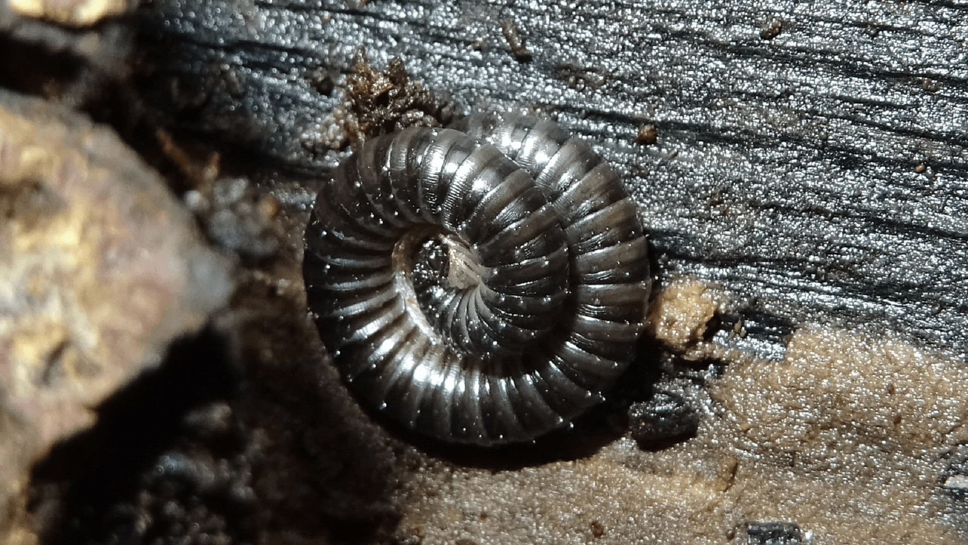 White-legged Snake Millipede
Tachypodoiulus niger