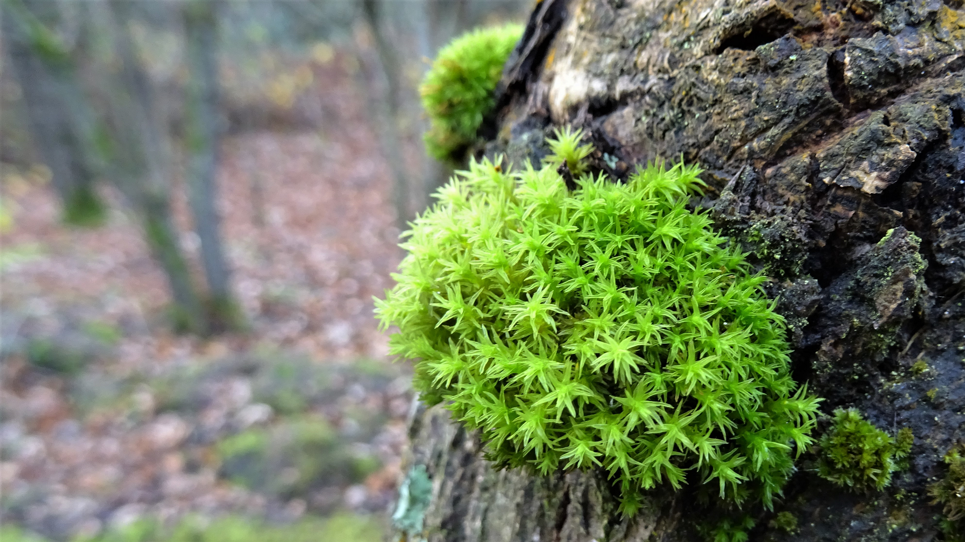 moss