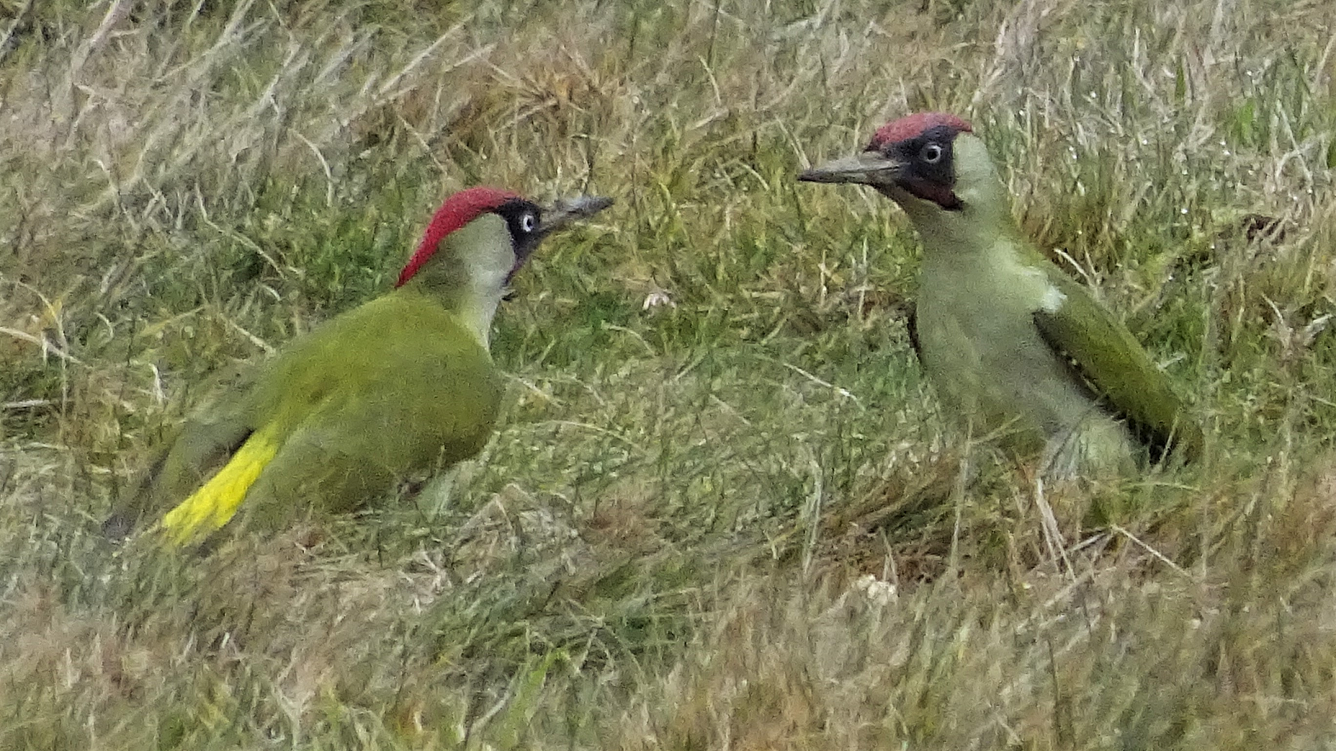 Green Woodpecker