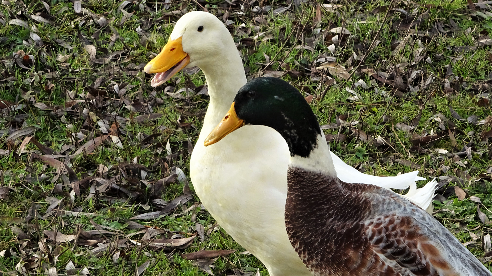 Pekin Duck