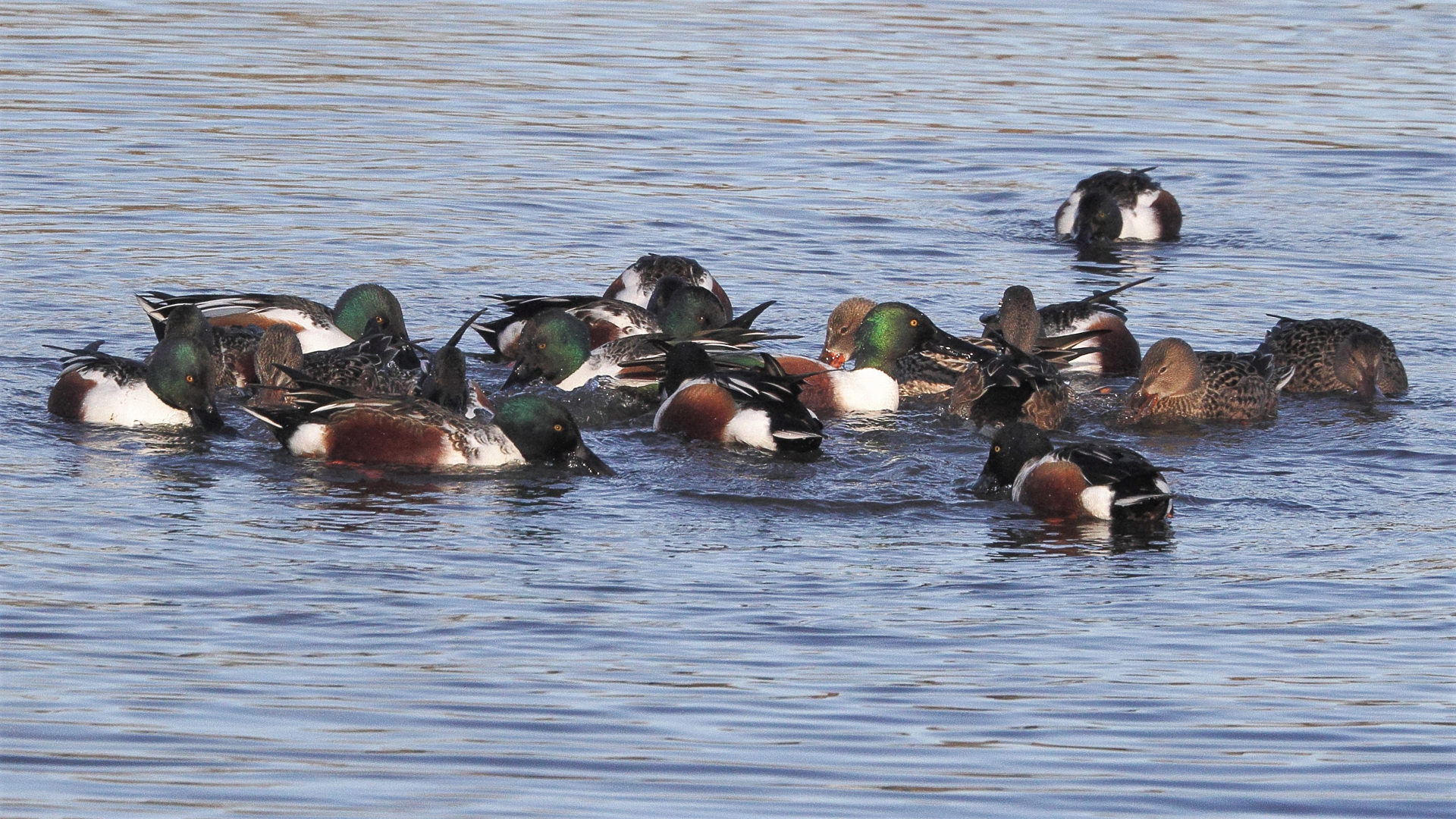 shoveler