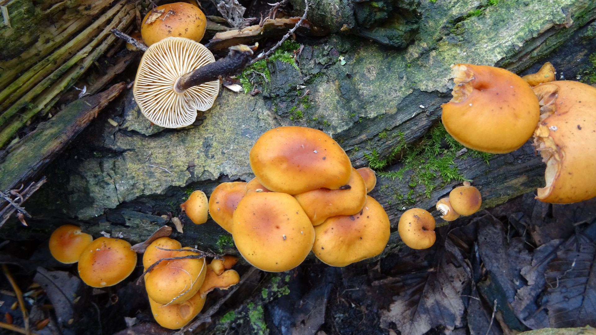Velvet Shank
Flammulina velutipes