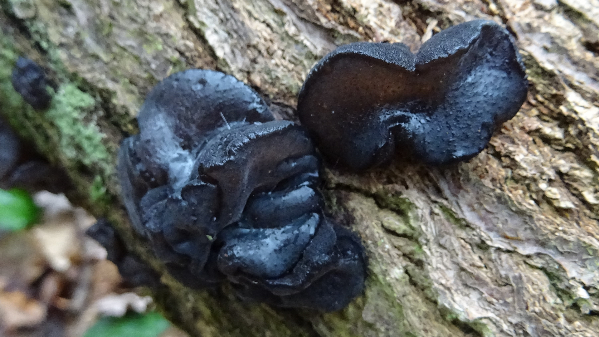 Witches' Butter 