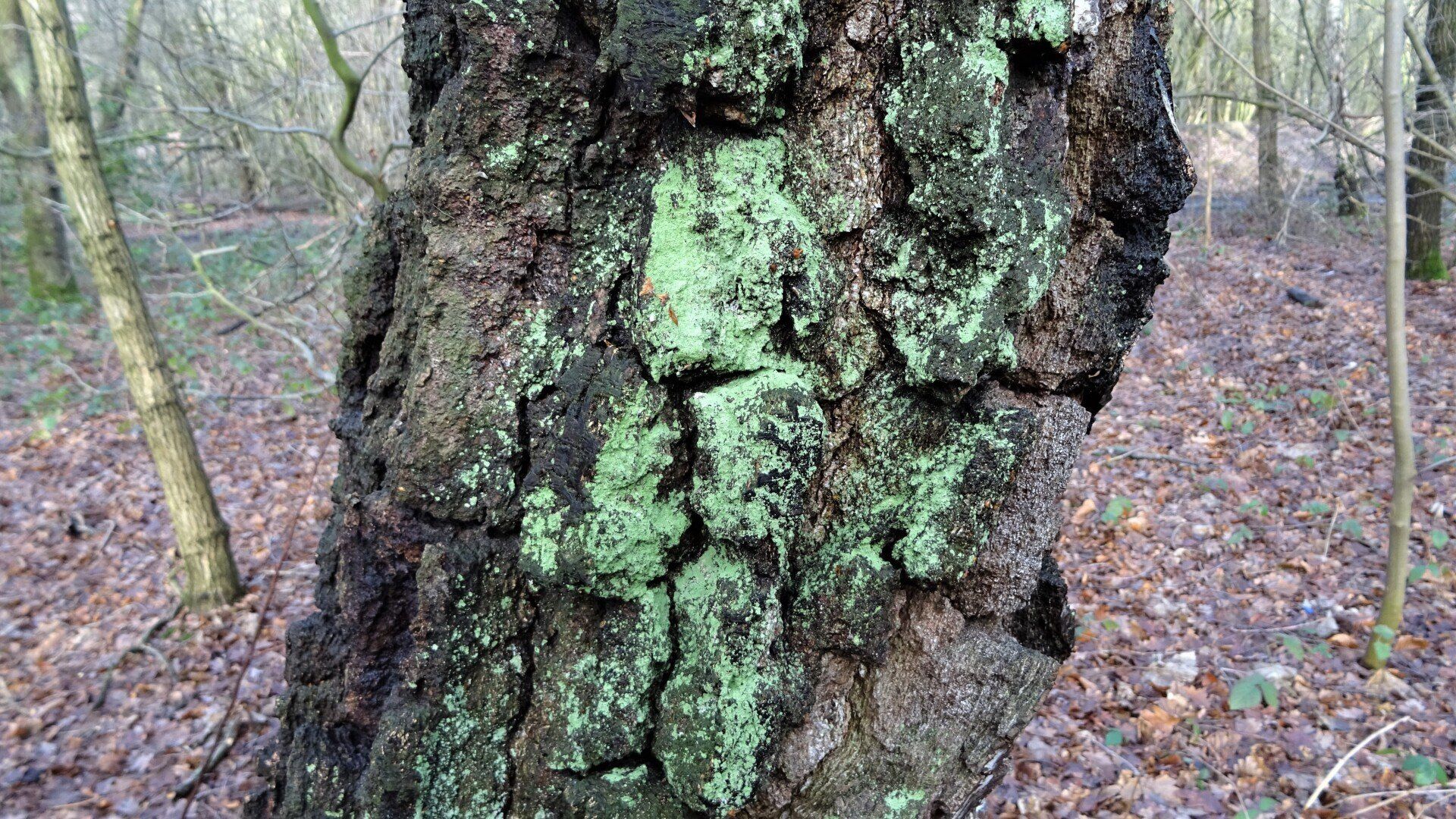 Dust Lichen
Lepraria incana