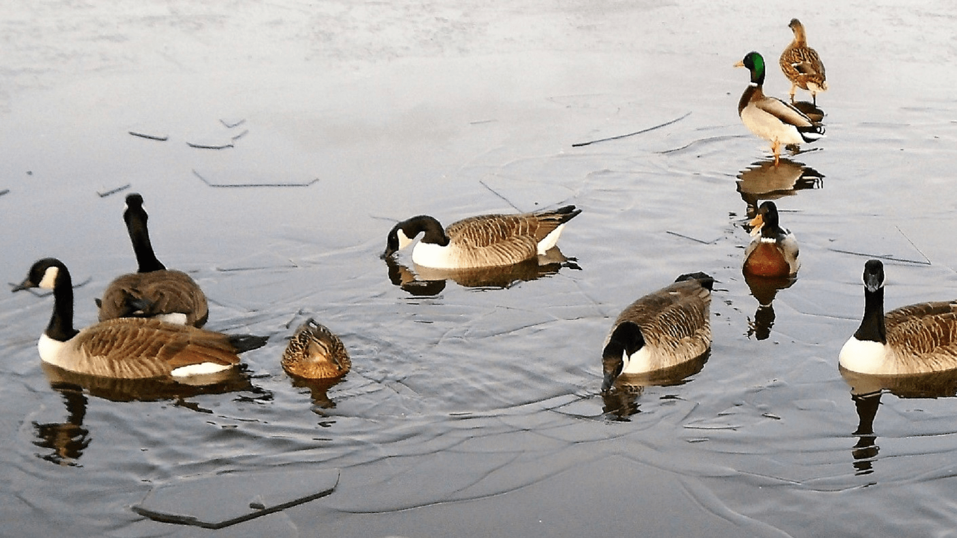Hainault Lake
Icy Waters